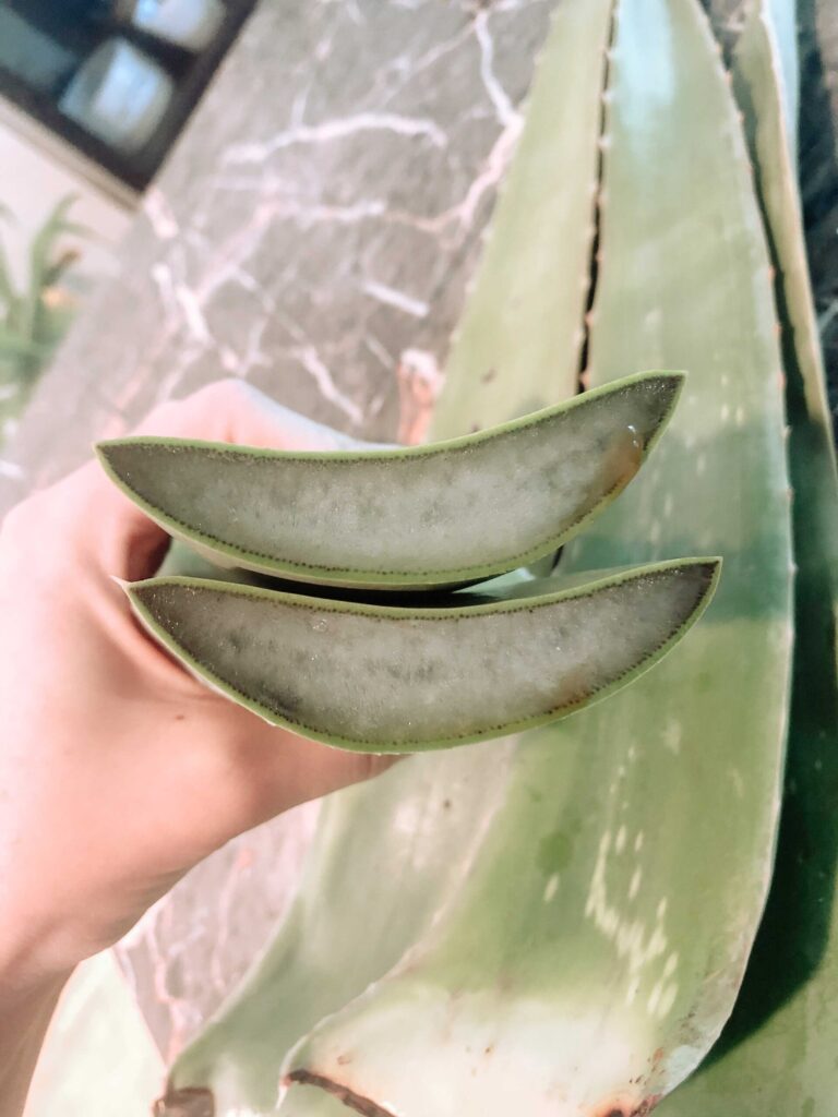 Aloe Vera Leaves