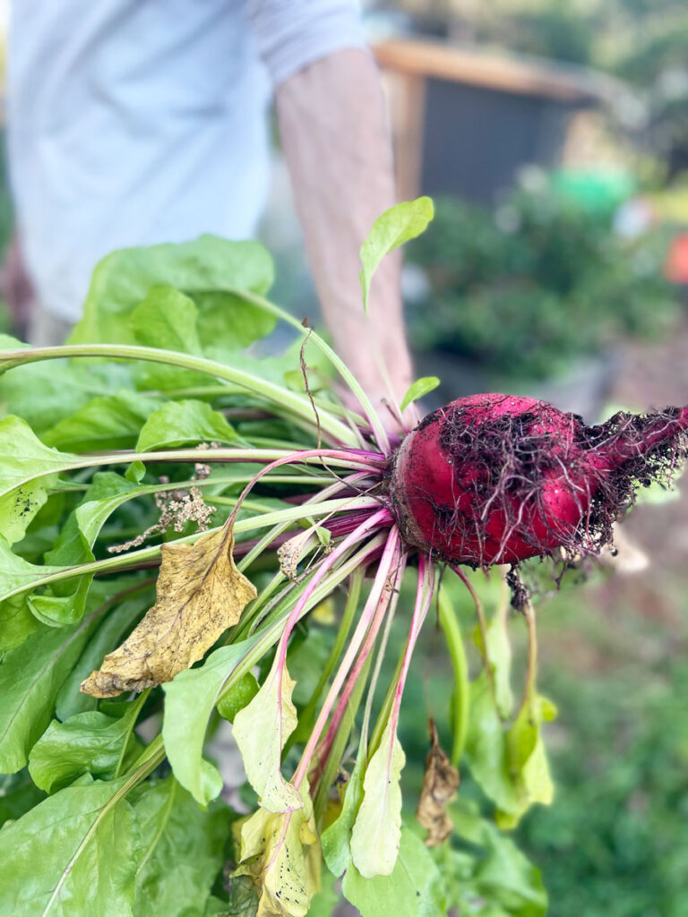 Beet Composting