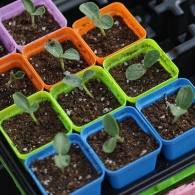 seed starting pots