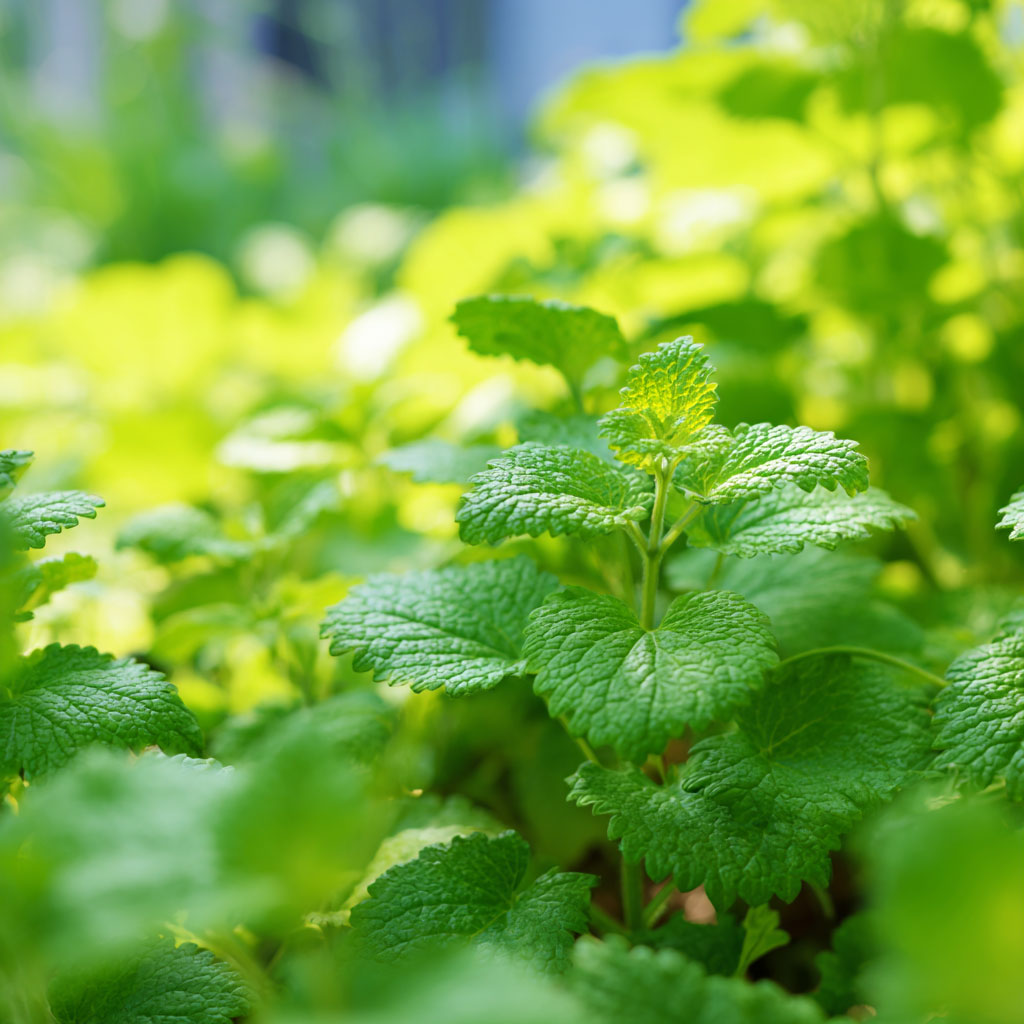 Lemon Balm