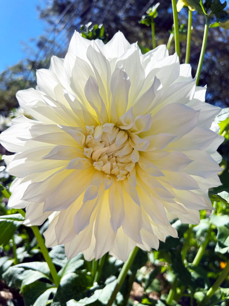 Dhalia