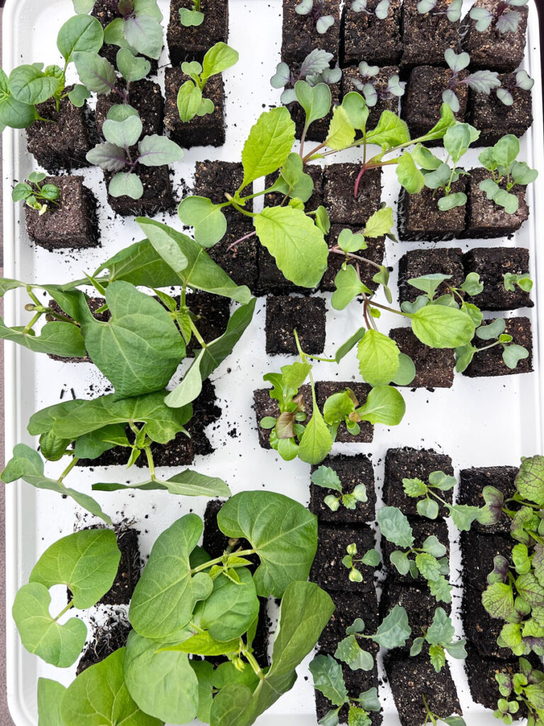 maximizing greenhouse pollination