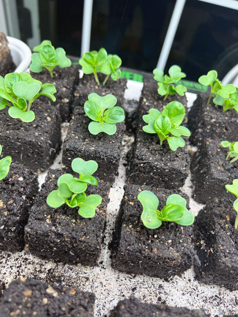seed starting