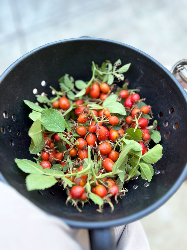 Rose Hips