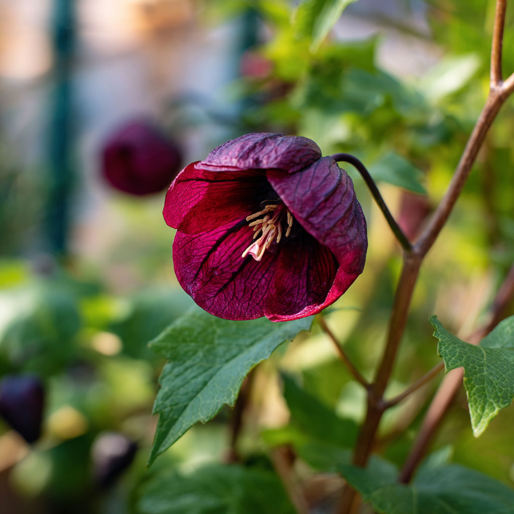 Carrion Flower
