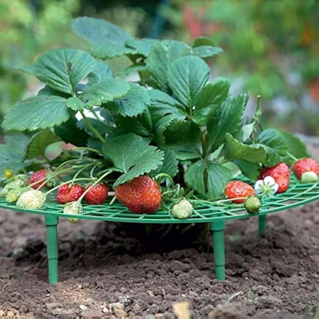Strawberry Support