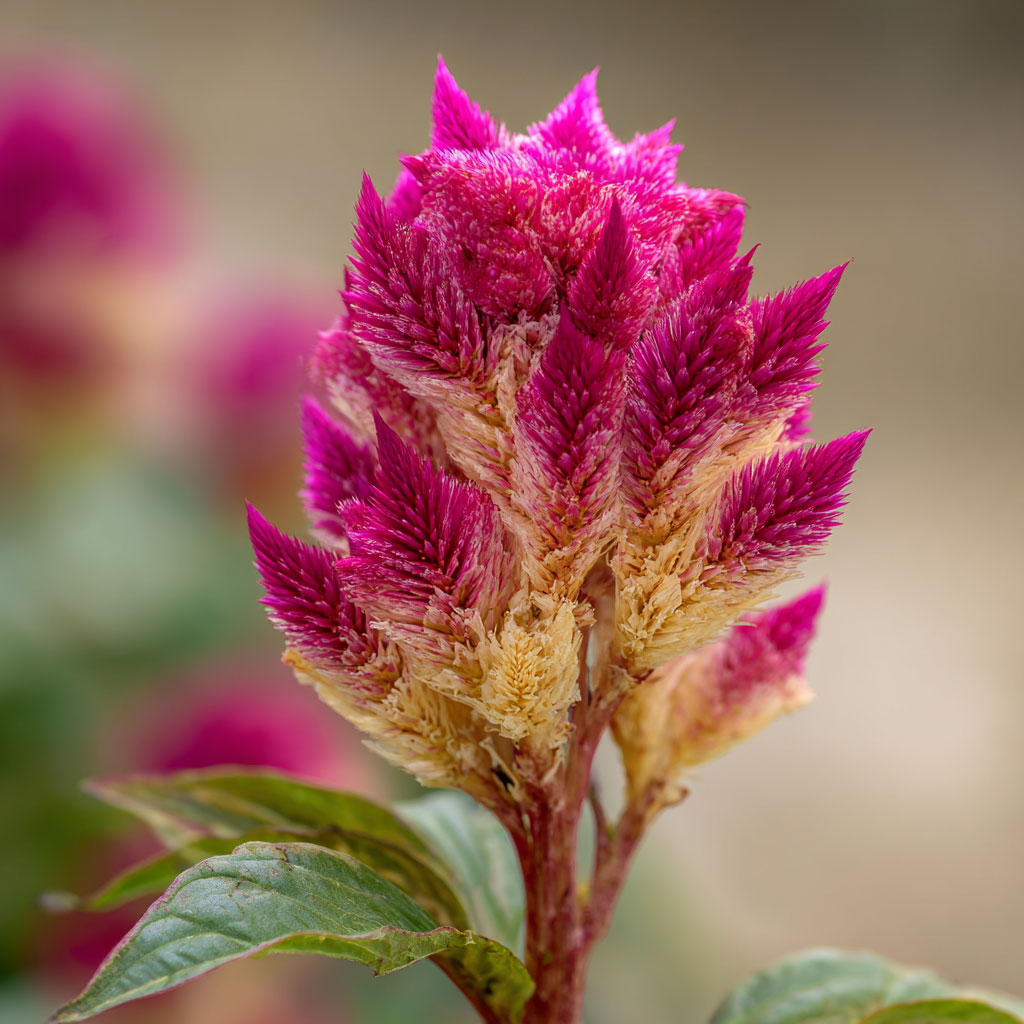 Celosia