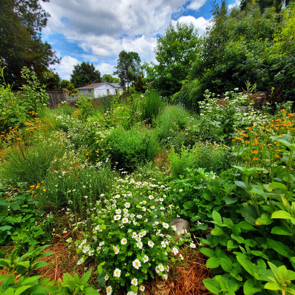 Herbs in Yard