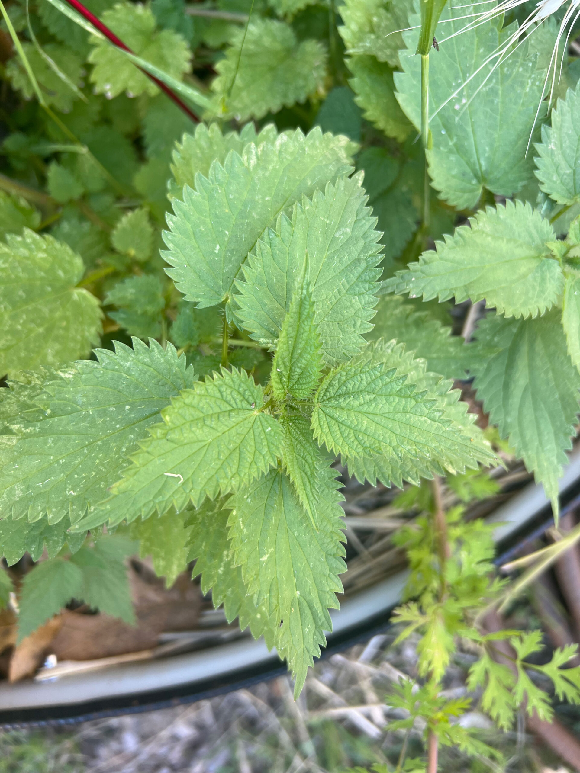 Nettle